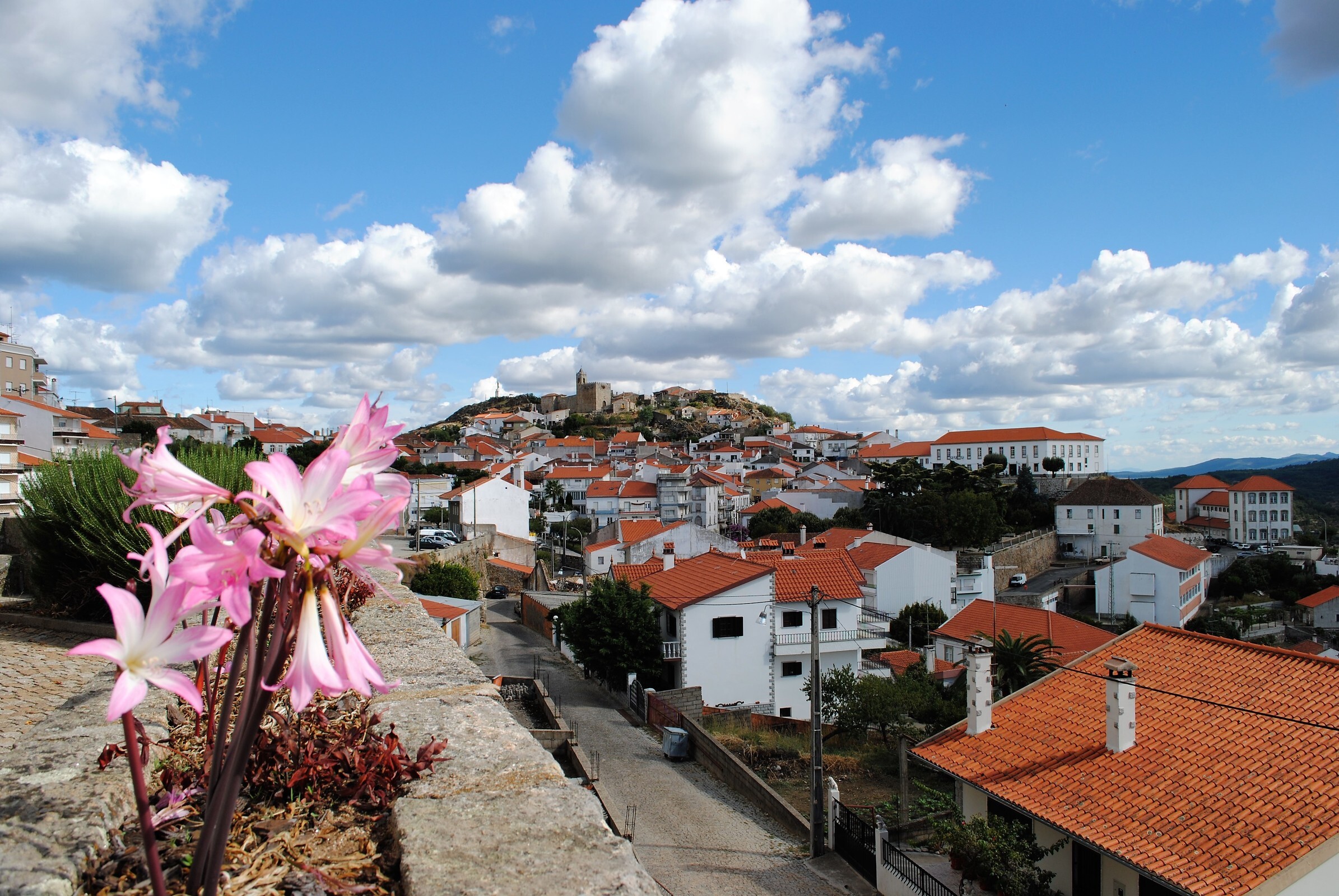 vista de penamacor com flor em primeiro plano