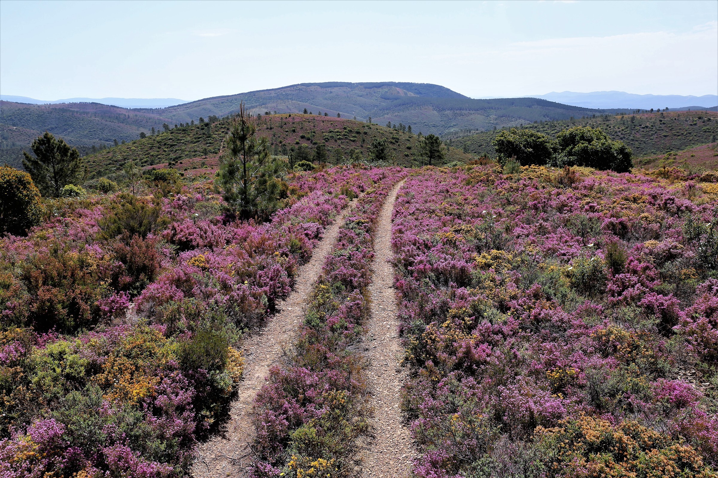paisagem natural com caminho de terra